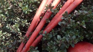 Свечи Имболк