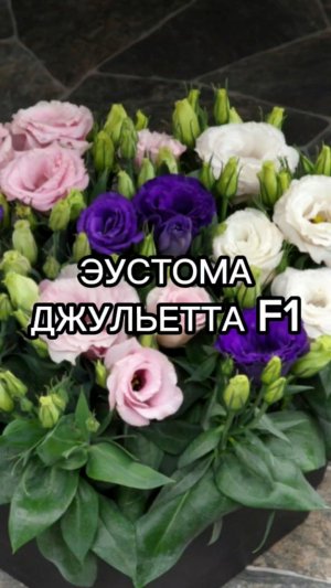 Эустома, идеальная для выращивания в комнатных условиях!