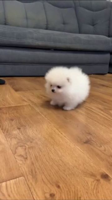 Спайк и Хлои НЕ Кинг шпицы