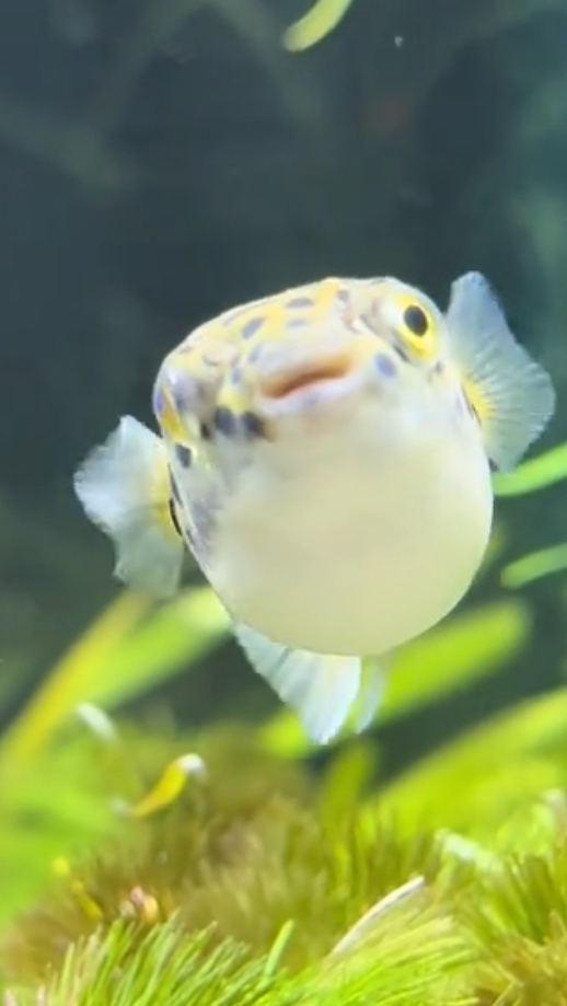 У нас появились карликовые тетрадоны , кто хочет такого красавца пишите в личные сообщения группы. смотреть онлайн