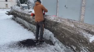 Мореный дуб .