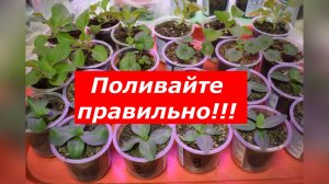 Нижний полив и подкормка рассады эустомы и петунии в фазе 4–6 листьев