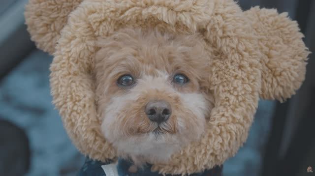 Поход в снежный кемпинг с моей собакой . Надувная палатка на 3 комнаты . Дровяная печь ASMR