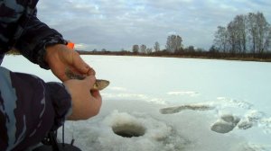 ЛОВЛЯ КРУПНОГО РОТАНА СО ЛЬДА. КРУПНЫЙ РОТАН.