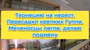 Тернецию на нерест. Пересадил крепких Гуппи. Меченосцы легли, делаю подмену