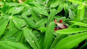 Заканчивается дождь. Радуются растения и птицы.