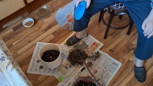 Неспешная пересадка