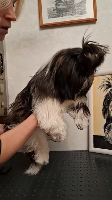 Бэль и её портрет. #art #творчество #искусство #картины #шитцу #painting #щенокмилашка #щенокшитцу