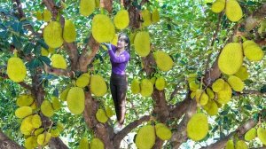 Собираю урожай с джекфрутового дерева. Везу на мотоцикле продавать. Нхат. Вьетнам