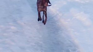 Пёс VID_20260128_160540