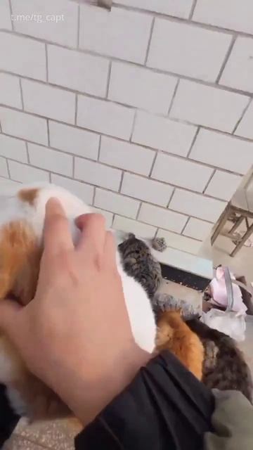 Когда осматриваешь уличных котиков смотреть онлайн