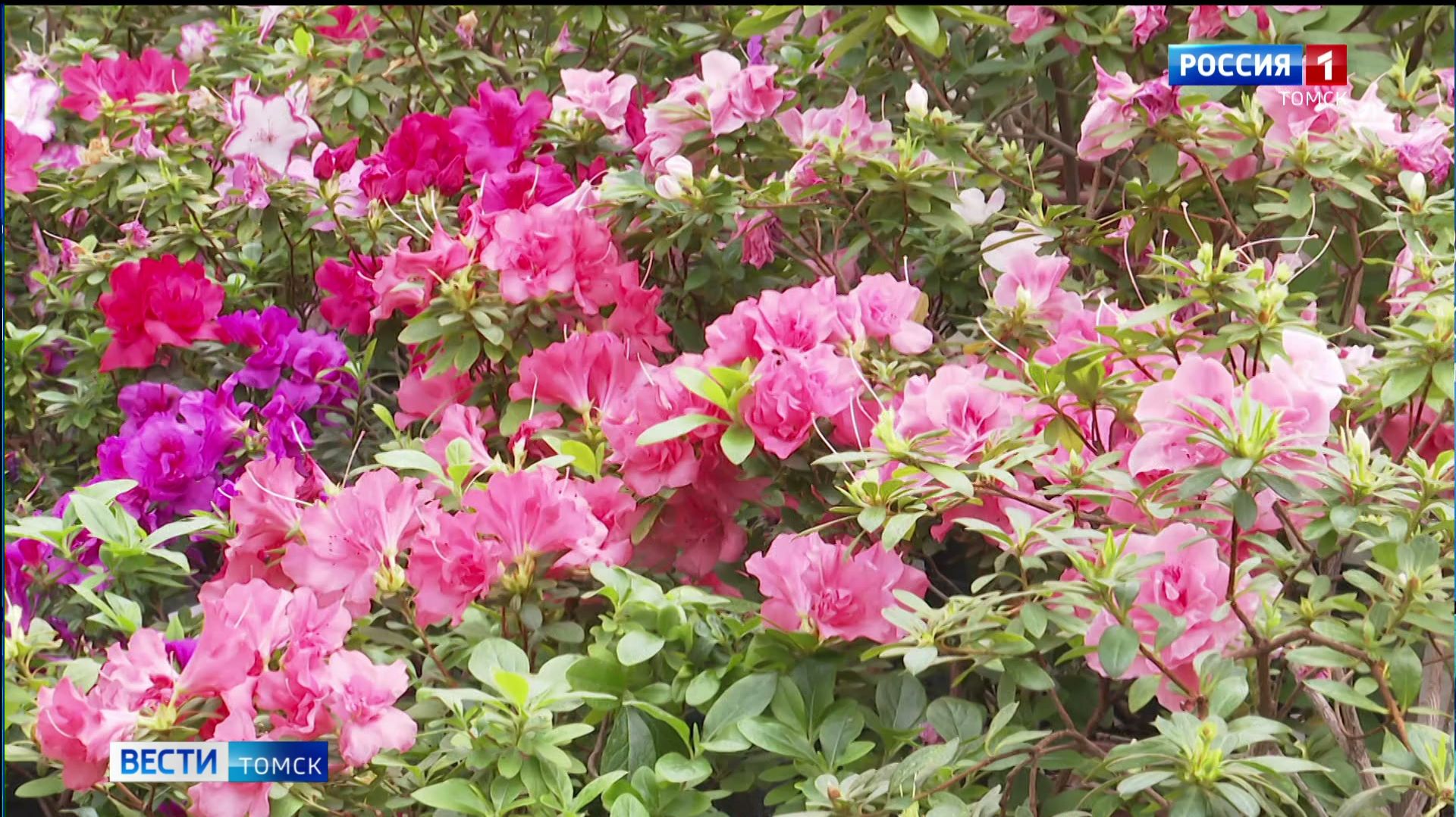 Вести-Томск, выпуск от 30.01.2026 11:30 смотреть онлайн