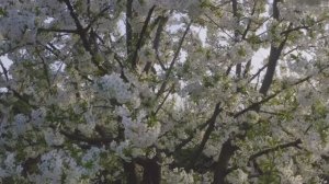 Песня "Музыка"