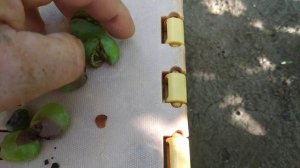 Виноград. Жадность или незнание. 
Прорежайте грозди вовремя.