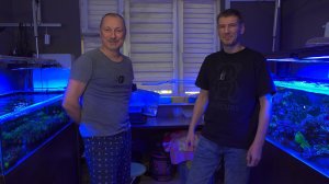 Алексей S Карантин кораллов. Что делать, чтобы акропоры были пушистыми