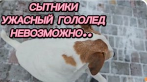 САМВЕЛ АДАМЯН, СЫТНИКИ, УЖАСНЫЙ ГОЛОЛЕД, НЕВОЗМОЖНО..