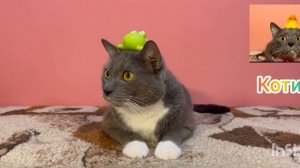 Эфир канала котинет