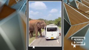 Видео недели: гигантский оползень; слон-сладкоежка; прыгающие рыбы. Человек и закон. Фрагмент вып...