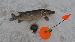 Речка (4) - То дождь, то снег - морозы отступили на 2 дня!