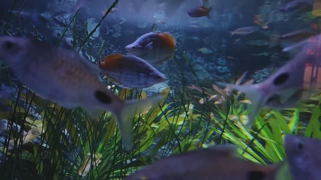 Радужница Боэсмана. Барбус Филаментоза. Красивые рыбки. Рыбки. Аквариумные рыбки. Океанариум РИО смотреть онлайн