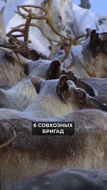 📍Трудовые будни совхоза «Байдарацкий» #новости #ямал #новостирегионов смотреть онлайн