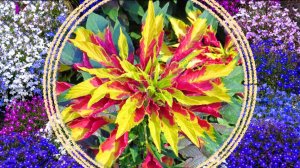 Яркие краски в саду. Кларкия / Амарант / Целозия / Вербена / Лобелия.