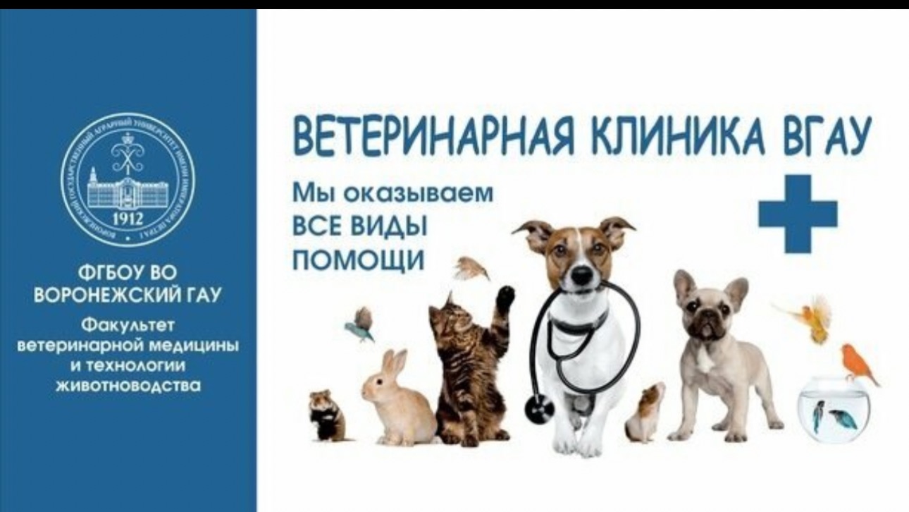 Часть 2. ПО ПРОСЬБЕ КАНАЛА «Роман и Людмила любители пионов» ВГАУ Ветеринарный факультет 🩺🧬 смотреть онлайн