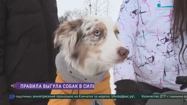 Как гулять с собакой в сильные морозы