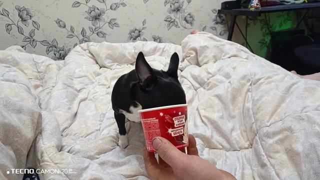 Наш мелкий чих