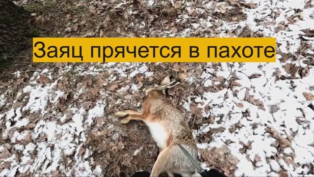Охота на зайца "Заяц прячется в пахоте"