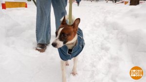 Учим собаку хорошим манерам. Доброе утро. Фрагмент выпуска от 30.01.2026