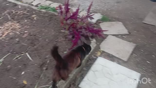 22.10.25 Дела дачные. Перекопала клумбу. смотреть онлайн