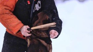 Продается кобель малинуа подготовка Мондьоринг!