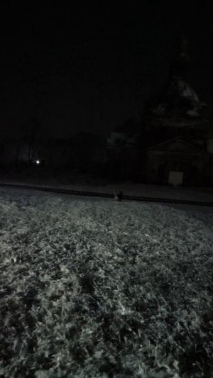 Пёсья исповедь