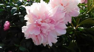 Пион Raspberry Sundae (Распберри Сандей)