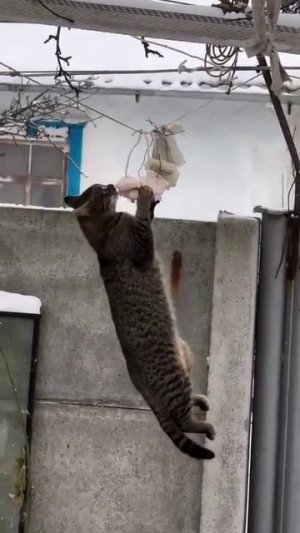 Что это за вид зимующей птицы?