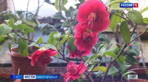 Вести Санкт-Петербург. Выпуск 07.35 от 30.01.2026