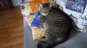 Борис Сергеевич. Любимый кот поэта Эллы Крыловой.