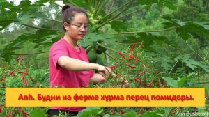 Anh Bushcraft. Будни на ферме хурма перец помидоры.