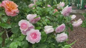 Мои впечатления о розах Оливия роуз, Сейнт Свизан, Эншент Маринер, Голден Селебрейшен.