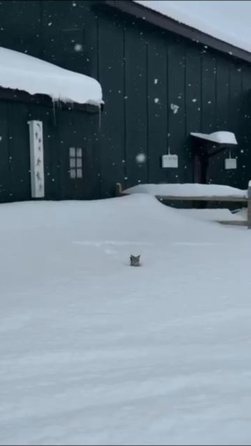 толстый слой снега и кот🐱