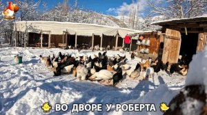 Содержание кур в домашних условиях и других птиц во дворе у Роберта 🐣🐤🦆🐔🪿🦃 (405)