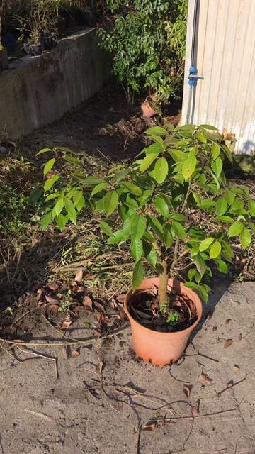 Купил для высадки в Геленджике два вечнозеленых сизых дуба 😁👍 смотреть онлайн