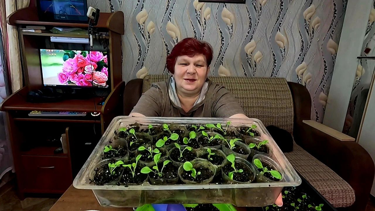 Калибрахоа или Петунии? Разбираем по пунктам!!