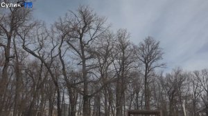 В зимнем парке