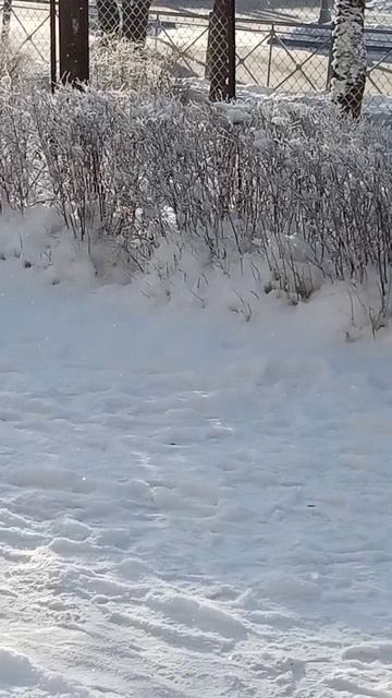 красивая зима ❄❄❄❄❄❄❄❄☃️☃️☃️☃️☃️☃️☃️☃️❄❄🌨🌨 смотреть онлайн