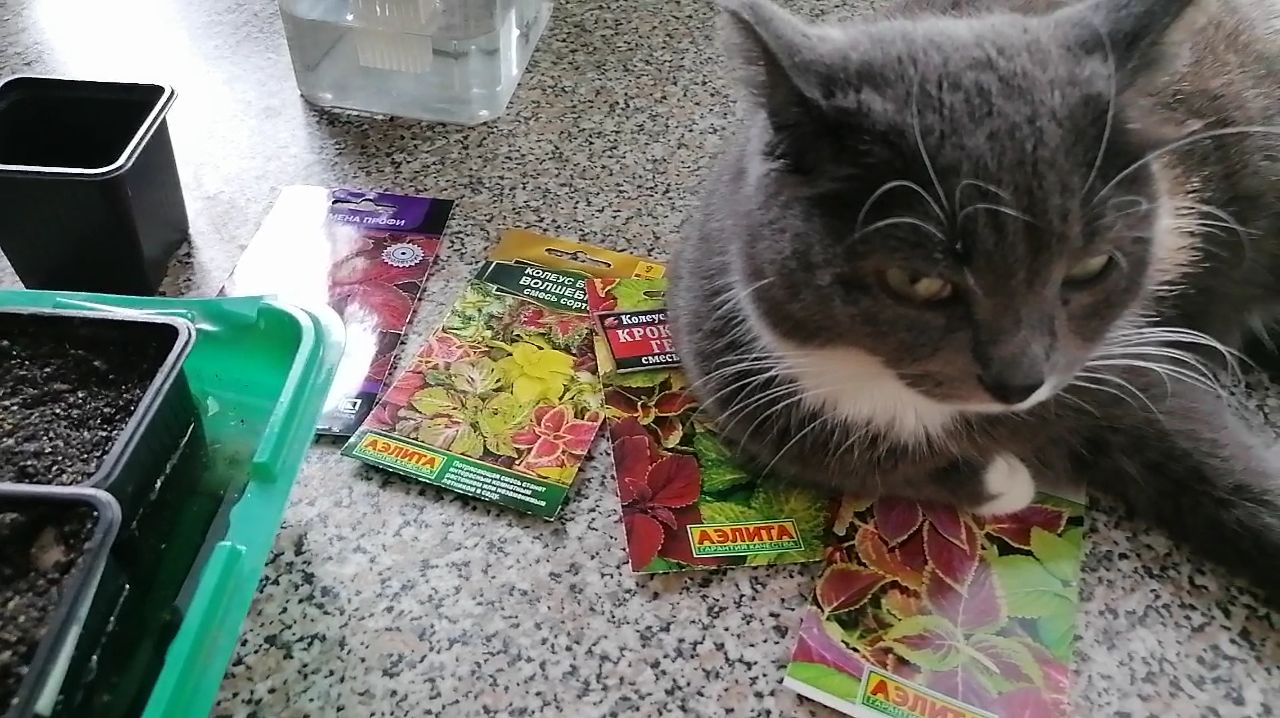 🌱 Посев колеусов на рассаду смотреть онлайн