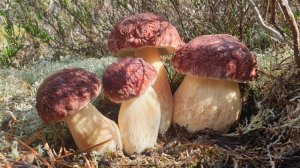 ТРУДОВЫЕ БУГРОВЫЕ ! ТРИ ПОЛНЫЕ КОРЗИНЫ СЧАСТЬЯ ! БЕЛЫЕ ГРИБЫ БОРОВИКИ В СКАЗОЧНОМ ЛЕСУ !