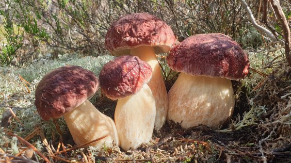 ТРУДОВЫЕ БУГРОВЫЕ ! ТРИ ПОЛНЫЕ КОРЗИНЫ СЧАСТЬЯ ! БЕЛЫЕ ГРИБЫ БОРОВИКИ В СКАЗОЧНОМ ЛЕСУ !