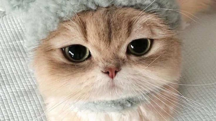 Minecraft_ Forge 1.21.11 - Одиночная игра 2026-01-30 18-46-22 смотреть онлайн